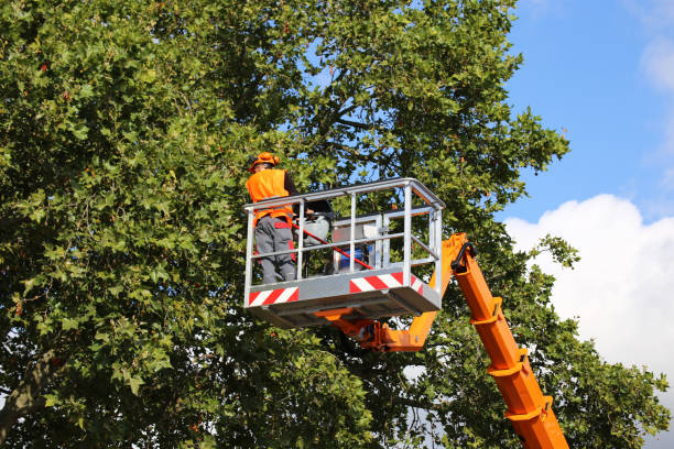 Best Leaf Removal  in Avoca, IA